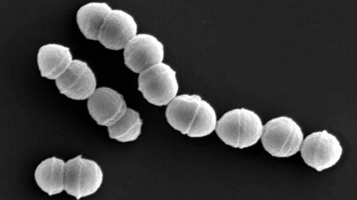 Vi khuẩn ăn thịt người tấn công Nhật Bản - Ảnh 1.