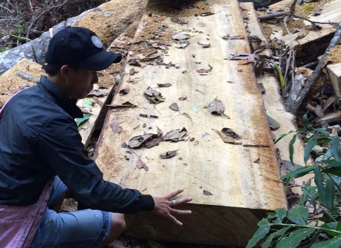 Những tấm phản xẻ từ cổ thụ còn lại tại hiện trường vụ phá rừng ở xã Cư Đrăm, huyện Krông Bông, tỉnh Đắk Lắk