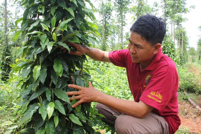 Người dân cần cẩn trọng thì trồng tiêu lốt