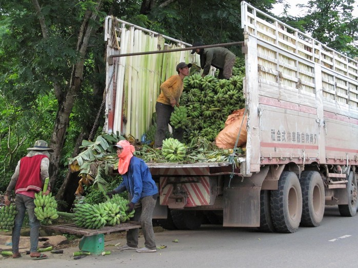 Nông dân khốn đốn vì giá chuối mật mốc chạm đáy - Ảnh 5.