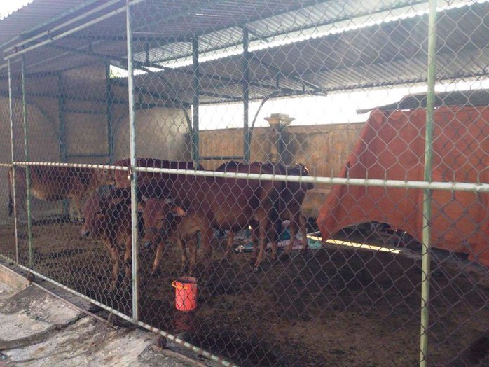 Bắt giam 30 con bò nghênh ngang trên quốc lộ  - Ảnh 3.