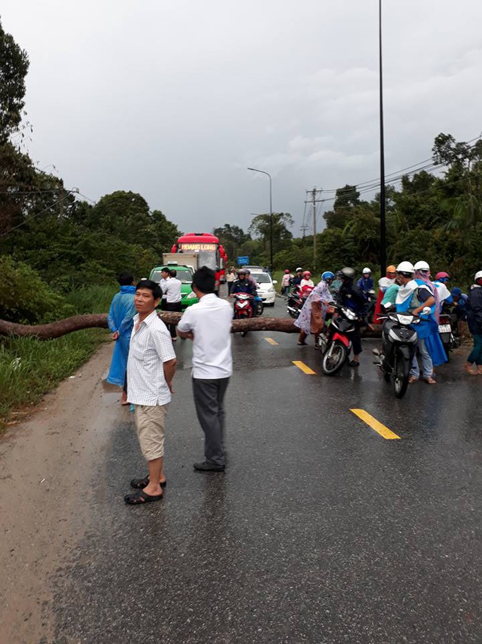 Cây to ngã chắn ngang đường ở Phú Quốc - Ảnh 2.