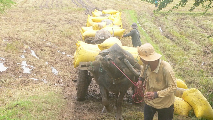 Anh Tới sử dụng xe trâu như thế này để kéo lúa thuê thì bị sét đánh tử vong.