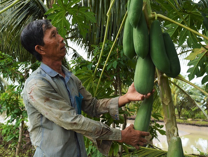 Tỉ phú  cá chình giữa bưng biền Cà Mau - Ảnh 2.