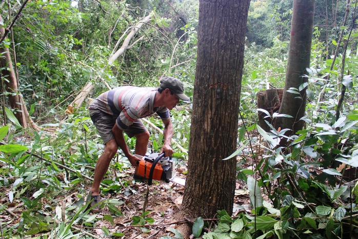 Thanh tra các dự án liên quan đến rừng ở Phú Yên - Ảnh 5.