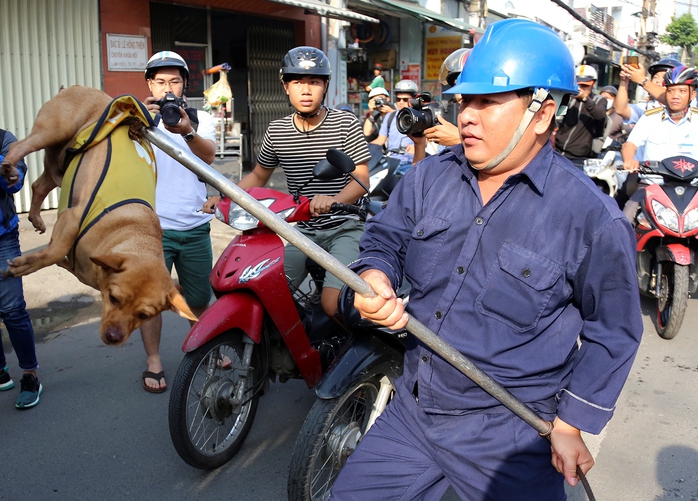 Chủ ngơ ngác nhìn chó thả rông bị bắt - Ảnh 3.