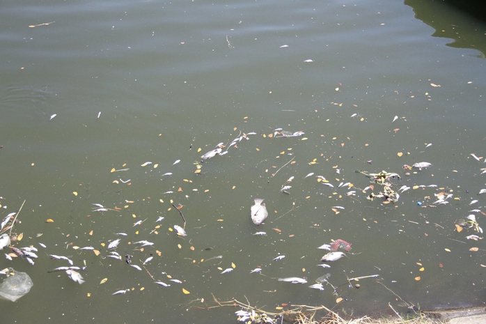 Cá lại chết trắng sông Phú Lộc - Ảnh 1.