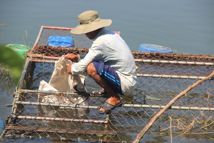 Cá nuôi trên sông Bồ chết hàng loạt, người dân trắng tay - Ảnh 1.