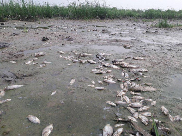 Cá chết nổi lềnh bềnh trong khu vực bàu Lệ Sơn rộng hơn 30 ha