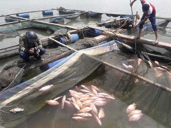 Đà Nẵng:  Hơn 20 tấn cá nuôi chết hàng loạt chưa rõ nguyên nhân - Ảnh 5.