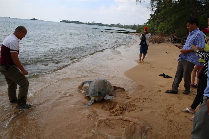 Bỏ ra 25 triệu đồng mua rùa “khủng” suýt lên bàn nhậu để thả về biển - Ảnh 1.