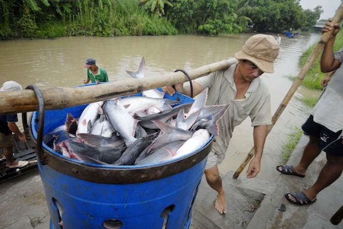 Thu hoạch cá tra ở ĐBSCL. Ảnh: Ngọc Trinh