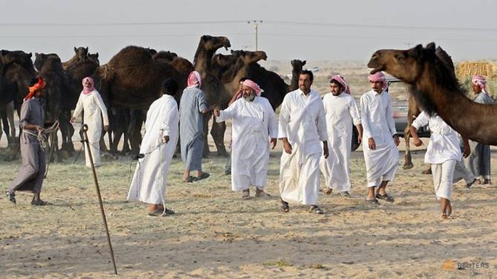 Qatar: Hàng trăm lạc đà chết vì khủng hoảng với Ả Rập Saudi - Ảnh 1.