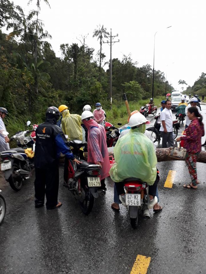 Cây to ngã chắn ngang đường ở Phú Quốc - Ảnh 1.