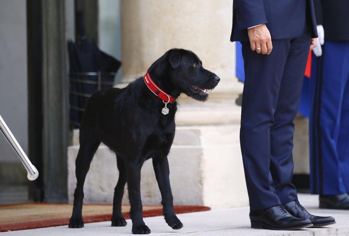 Chó cưng của tổng thống Pháp làm 3 quốc vụ khanh bó tay - Ảnh 3.