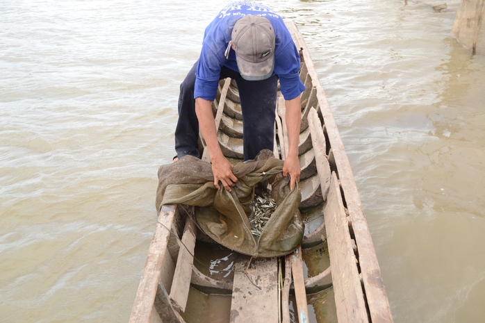 Cá linh non khan hiếm - Ảnh 1.