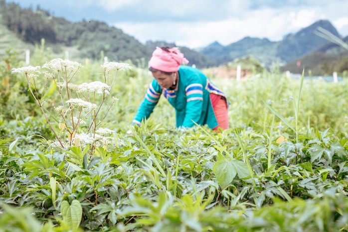 Vốn ngoại chảy mạnh vào ngành dược - Ảnh 1.