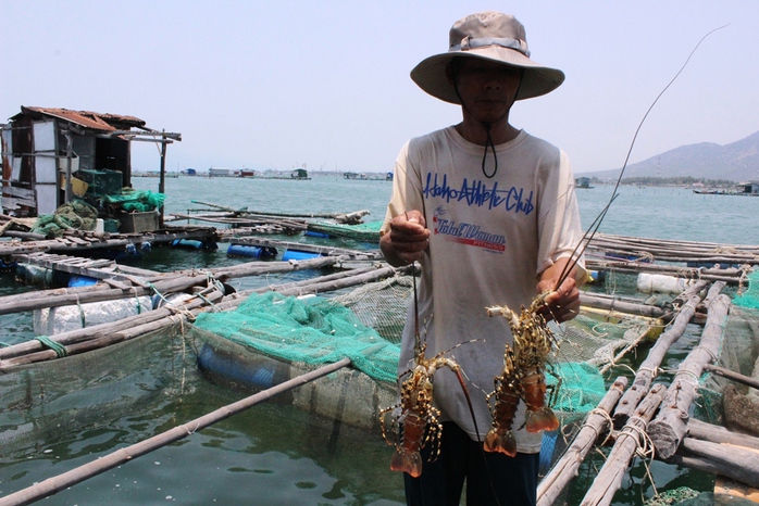 
Tôm hùm gần đến kỳ thu hoạch bị chết hàng loạt ở TP Cam Ranh, tỉnh Khánh HòaẢnh: KỲ NAM
