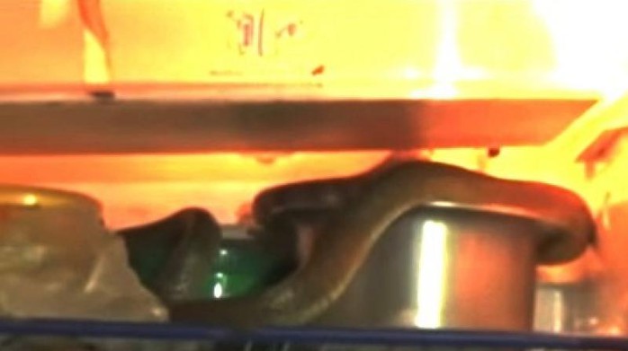 
Hình ảnh rắn hổ mang chúa nằm trong tủ lạnh hôm 11-4. Ảnh: NDTV
