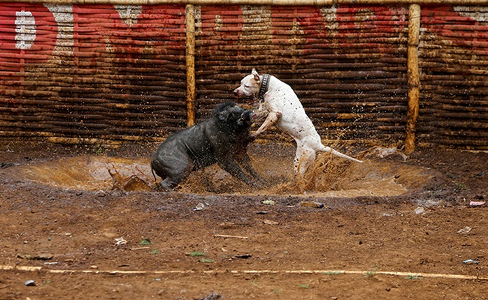 Indonesia: “Đấu trường đẫm máu” gây tranh cãi - Ảnh 3.