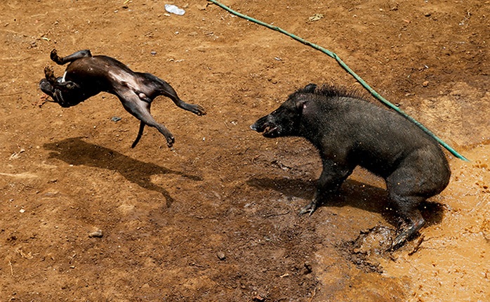 Indonesia: “Đấu trường đẫm máu” gây tranh cãi - Ảnh 2.