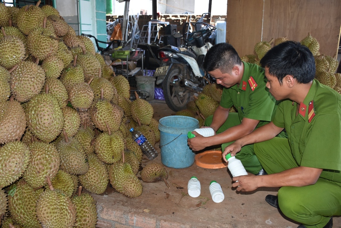 Công an cải trang, bắt cơ sở làm chín nhanh sầu riêng - Ảnh 1.