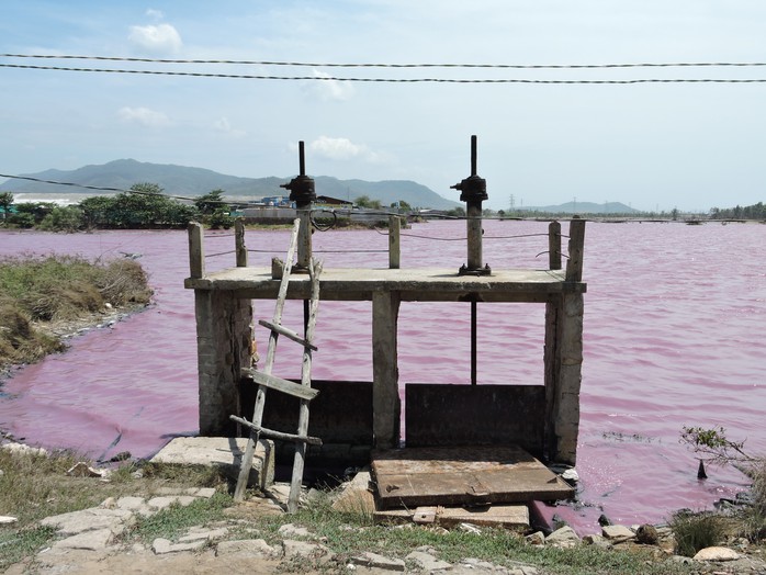 
Hồ nước chuyển màu tím, ô nhiễm tại xã Tân Hải

