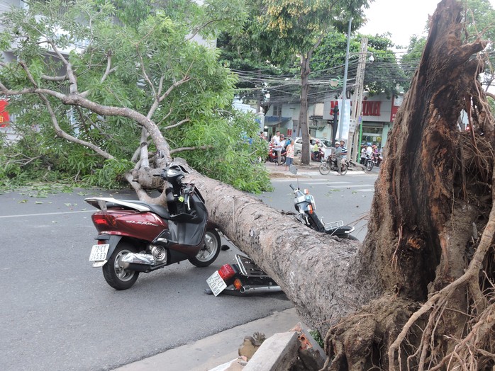 Cây xanh bật gốc tại ngã tư, đè nát 2 xe máy - Ảnh 1.