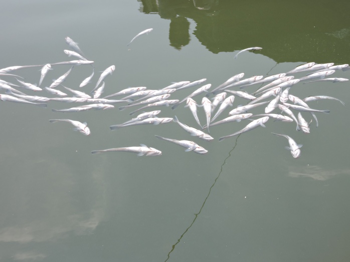Bà Rịa - Vũng Tàu: Gần 90 tấn cá nuôi lồng bè chết bất thường - Ảnh 1.