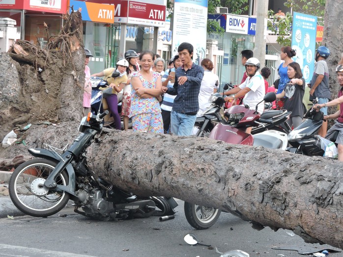 Cây xanh bật gốc tại ngã tư, đè nát 2 xe máy - Ảnh 3.