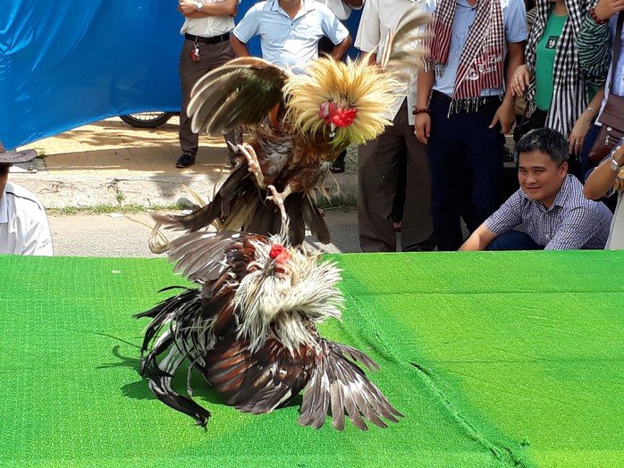 Chọi gà tre Tân Châu : Hết xuýt xoa đến cười sảng khoái - Ảnh 3. Chọi gà tre Tân Châu : Hết xuýt xoa đến cười sảng khoái - Ảnh 3.