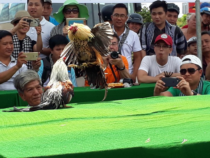 Chọi gà tre Tân Châu : Hết xuýt xoa đến cười sảng khoái - Ảnh 10. Chọi gà tre Tân Châu : Hết xuýt xoa đến cười sảng khoái - Ảnh 10.