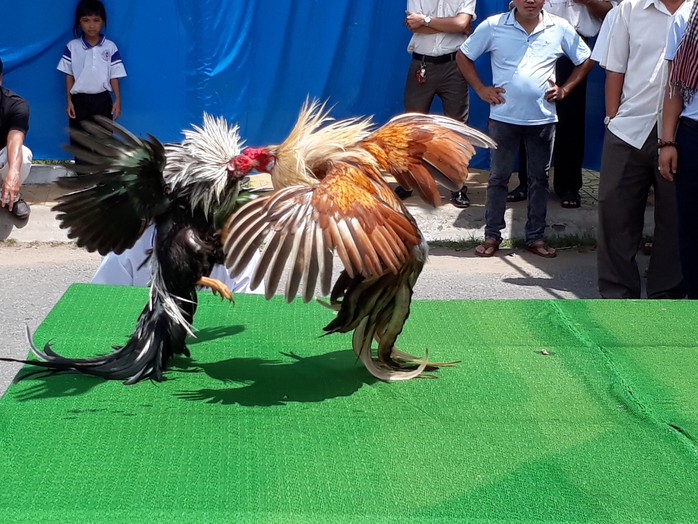Chọi gà tre Tân Châu : Hết xuýt xoa đến cười sảng khoái - Ảnh 4. Chọi gà tre Tân Châu : Hết xuýt xoa đến cười sảng khoái - Ảnh 4.