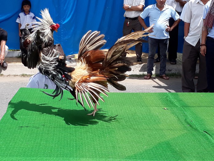 Chọi gà tre Tân Châu : Hết xuýt xoa đến cười sảng khoái - Ảnh 6. Chọi gà tre Tân Châu : Hết xuýt xoa đến cười sảng khoái - Ảnh 6.