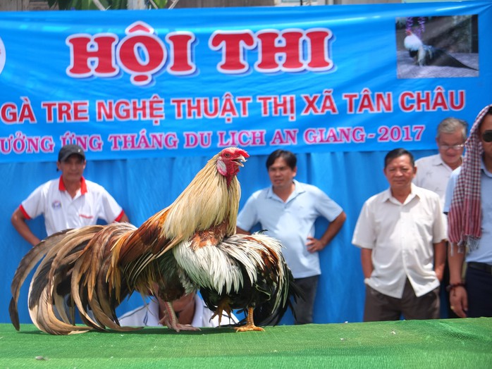 Chọi gà tre Tân Châu : Hết xuýt xoa đến cười sảng khoái - Ảnh 8. Chọi gà tre Tân Châu : Hết xuýt xoa đến cười sảng khoái - Ảnh 8.