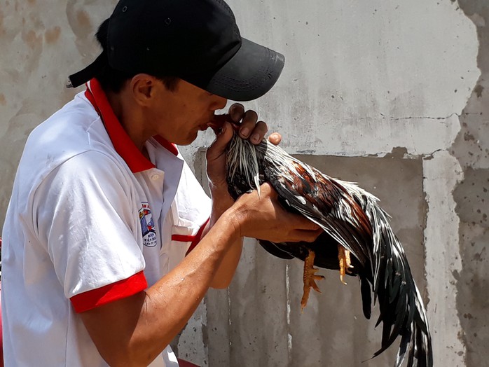 Chọi gà tre Tân Châu : Hết xuýt xoa đến cười sảng khoái - Ảnh 5. Chọi gà tre Tân Châu : Hết xuýt xoa đến cười sảng khoái - Ảnh 5.