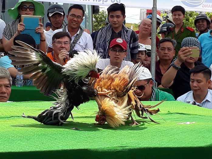 Chọi gà tre Tân Châu : Hết xuýt xoa đến cười sảng khoái - Ảnh 9. Chọi gà tre Tân Châu : Hết xuýt xoa đến cười sảng khoái - Ảnh 9.