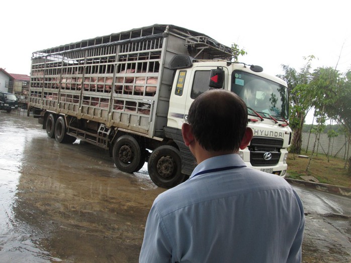 Giá heo hơi vọt lên thời hoàng kim - Ảnh 1.