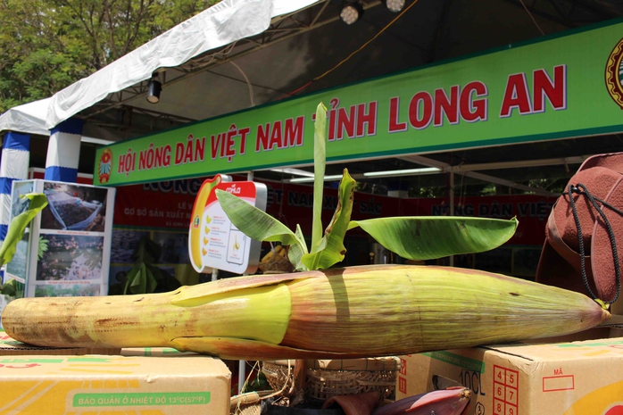 Bắp chuối dài 2m của nông trại Huy Long An tỉnh Long An có nguồn gốc từ Philippines cũng được trưng bày.