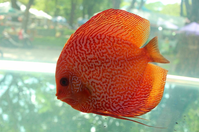 Nhiều giống cá đẹp, có giá trị của các trại cá cảnh nổi tiếng ở TP HCM mang đến trưng bày như bettas, cá dĩa bồ câu, cá sặc lửa, cá cao xạ pháo... Trong ảnh: cá Dĩa bồ câu cố nguồn gốc từ Malaysia đã vượt qua cá Thần Tiên để trở thành loài cá cảnh nước ngọt phổ biến nhất .