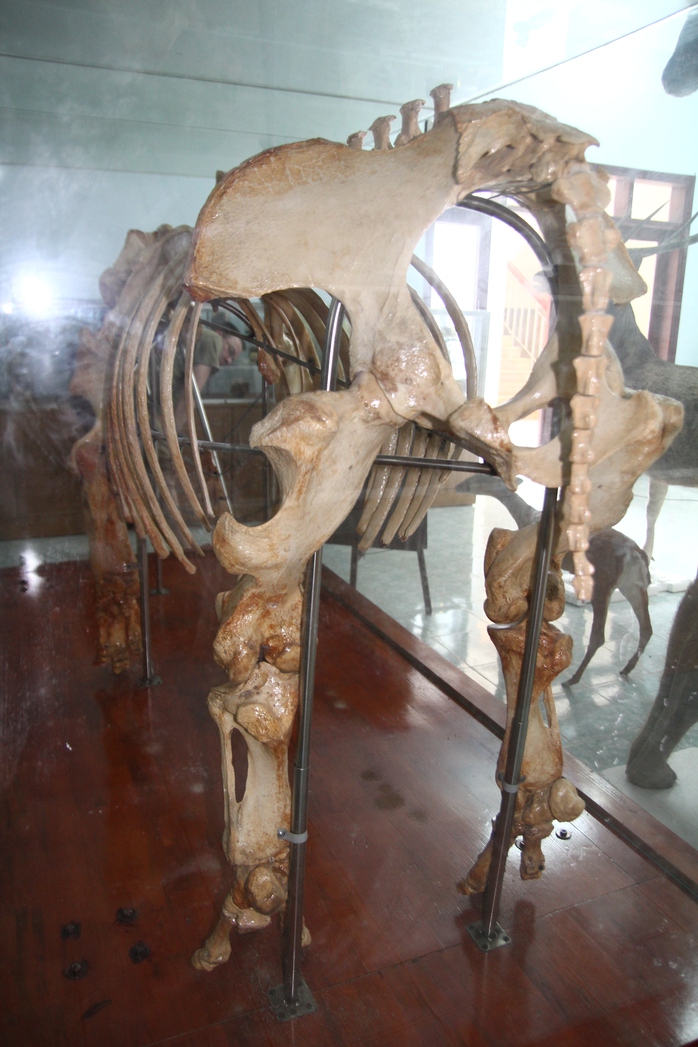 Chiêm ngưỡng bộ xương tê giác Java cuối cùng của Việt Nam - Ảnh 2.