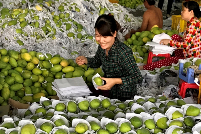 Xoài ở ĐBSCL được phân loại trước khi vận chuyển ra biên giới phía Bắc.