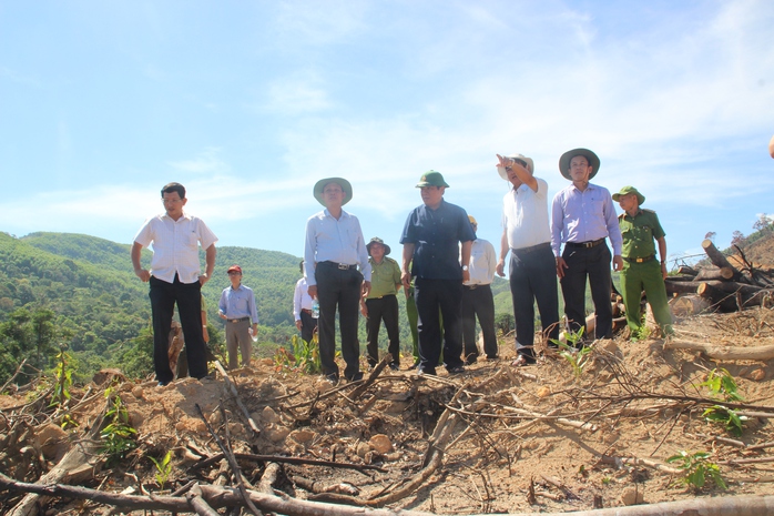 Khởi tố vụ phá rừng tự nhiên lớn nhất ở Bình Định - Ảnh 2.