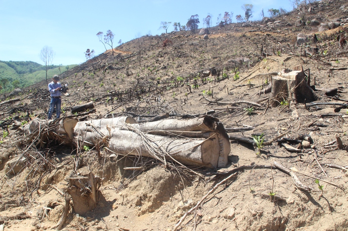 Khởi tố vụ phá rừng tự nhiên lớn nhất ở Bình Định - Ảnh 1.