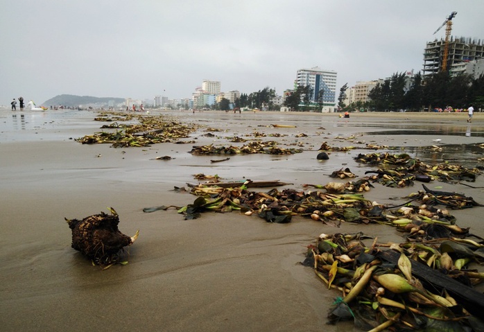 
Biển Sầm Sơn ngập rác tại khu vực bãi C
