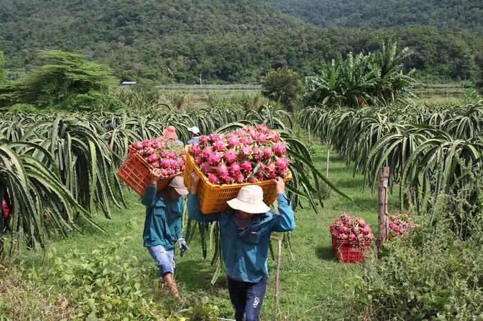 Thanh long Bình Thuận lao đao vì giá sụt giảm kỷ lục - Ảnh 4.