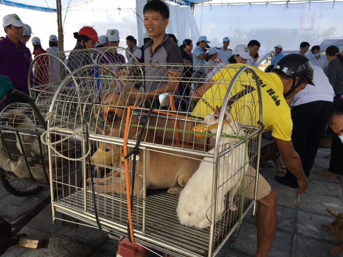 Sợ bị phạt, thú cưng được chủ đeo nơ đi tiêm phòng dại miễn phí - Ảnh 5.