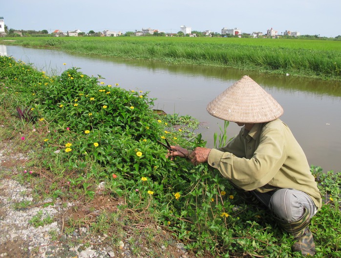 Ngỡ ngàng những con đường hoa rực rỡ làng quê miền Bắc - Ảnh 33.