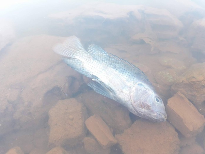 Sông Cu Đê tiếp tục đục ngầu kèm theo hiện tượng cá chết - Ảnh 1.