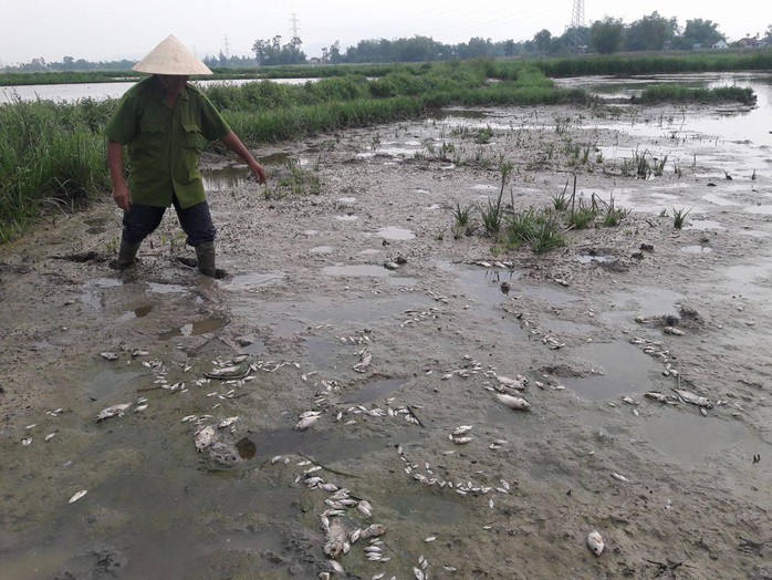 Người dân cho rằng nguyên nhân cá chết do nhà máy mạ kẽm gần đó xả nước thải trộm